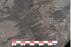 Foto (Detailansicht) von Plantae indet.  (NHMW-GEO-2024-0188-11384)